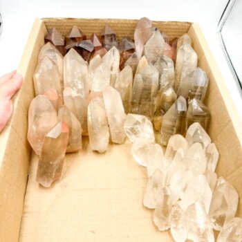 Mixed Lemurians (10kg Bulk Sale lot)