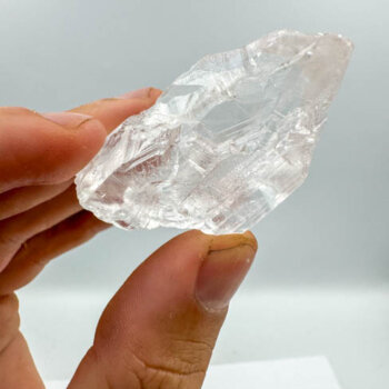 Root Lemurians - Medium