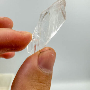 Root Lemurians - Small